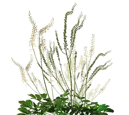 Состав препарата